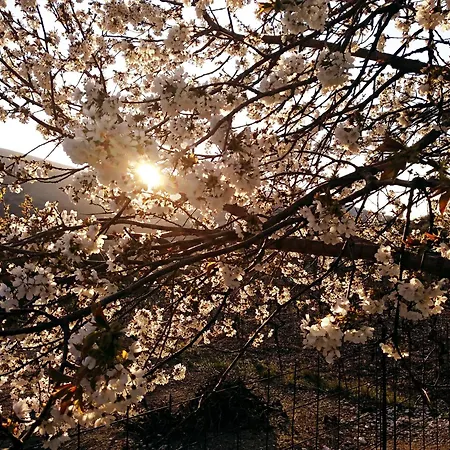 別荘 Cephalonian Countryside *