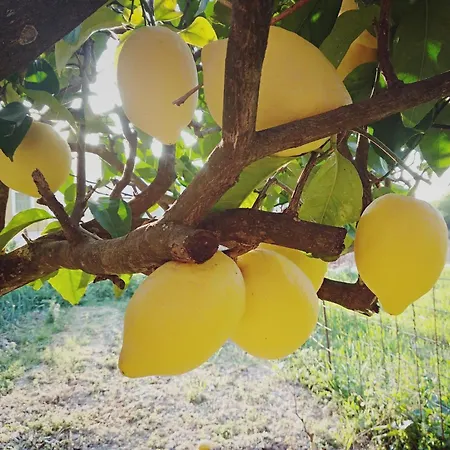 Prázdninový dům Cephalonian Countryside Divarata